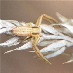 Runcinia acuminata (Pointy Crab Spider) at Campbell, ACT - 22 Oct 2024 by Hejor1