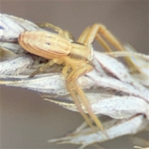 Runcinia acuminata at Campbell, ACT - 22 Oct 2024