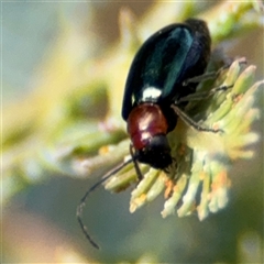 Arsipoda sp. (genus) (A flea beetle) at Campbell, ACT - 22 Oct 2024 by Hejor1