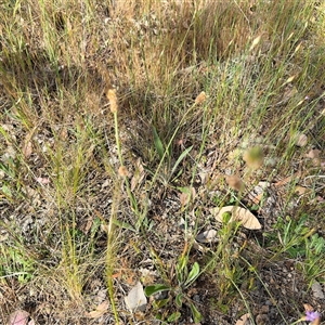 Plantago lanceolata at Campbell, ACT - 22 Oct 2024 04:06 PM