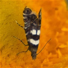 Glyphipterix meteora (A Sedge Moth) at Campbell, ACT - 22 Oct 2024 by Hejor1