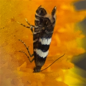 Glyphipterix meteora at Campbell, ACT - 22 Oct 2024