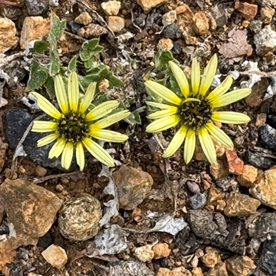 Arctotheca calendula (Capeweed, Cape Dandelion) at Campbell, ACT - 22 Oct 2024 by Hejor1