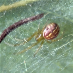 Deliochus pulcher (Beautiful Deliochus spider) at Campbell, ACT - 22 Oct 2024 by Hejor1