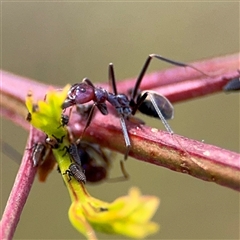 Iridomyrmex purpureus (Meat Ant) at Campbell, ACT - 22 Oct 2024 by Hejor1