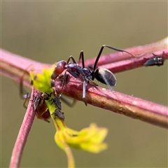 Iridomyrmex purpureus at Campbell, ACT - 22 Oct 2024