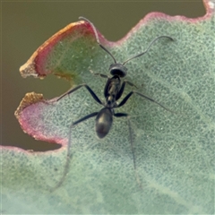 Iridomyrmex sp. (genus) (Ant) at Campbell, ACT - 22 Oct 2024 by Hejor1