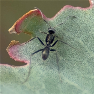 Iridomyrmex sp. (genus) at Campbell, ACT - 22 Oct 2024