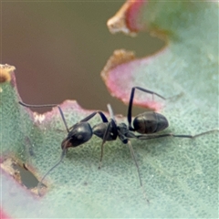 Iridomyrmex sp. (genus) at Campbell, ACT - 22 Oct 2024