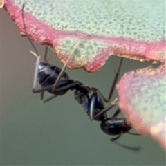 Iridomyrmex sp. (genus) at Campbell, ACT - 22 Oct 2024