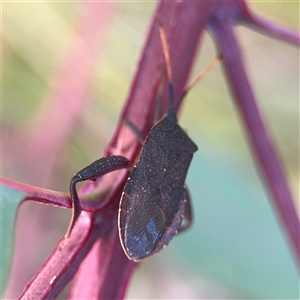 Amorbus sp. (genus) at Campbell, ACT - 22 Oct 2024 03:51 PM