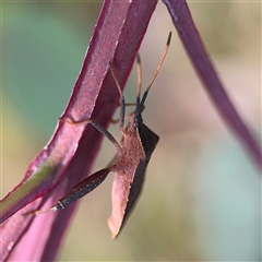 Amorbus sp. (genus) at Campbell, ACT - 22 Oct 2024 03:51 PM