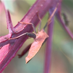 Amorbus (genus) at Campbell, ACT - 22 Oct 2024 03:51 PM