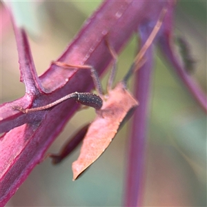 Amorbus sp. (genus) at Campbell, ACT - 22 Oct 2024 03:51 PM