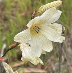 Tritonia gladiolaris (Lined Tritonia) at Dalton, NSW - 23 Oct 2024 by JaneR