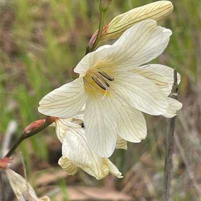 Tritonia gladiolaris (Lined Tritonia) at Dalton, NSW - 23 Oct 2024 by JaneR