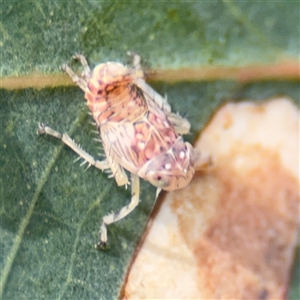 Brunotartessus fulvus at Campbell, ACT - 22 Oct 2024 03:50 PM