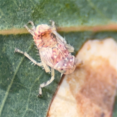 Brunotartessus fulvus (Yellow-headed Leafhopper) at Campbell, ACT - 22 Oct 2024 by Hejor1