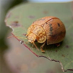 Paropsis atomaria at Campbell, ACT - 22 Oct 2024 04:21 PM