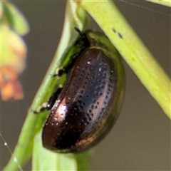 Chrysolina quadrigemina (Greater St Johns Wort beetle) at Campbell, ACT - 22 Oct 2024 by Hejor1