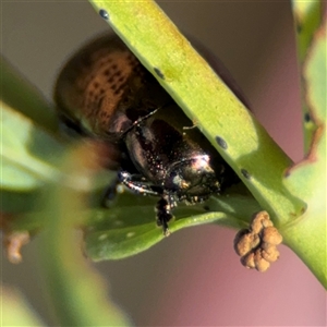 Chrysolina quadrigemina at Campbell, ACT - 22 Oct 2024