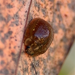 Paropsisterna cloelia at Campbell, ACT - 22 Oct 2024 04:49 PM