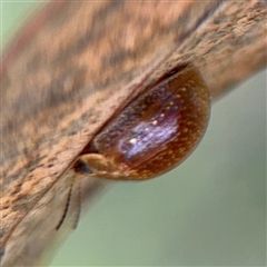 Paropsisterna cloelia at Campbell, ACT - 22 Oct 2024 04:49 PM