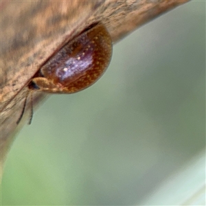 Paropsisterna cloelia at Campbell, ACT - 22 Oct 2024 04:49 PM