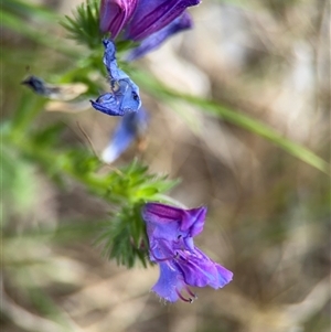 Echium plantagineum at Campbell, ACT - 22 Oct 2024 04:22 PM