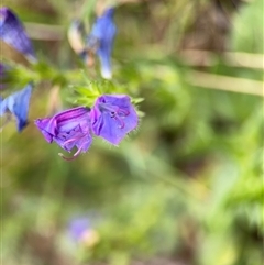 Echium plantagineum at Campbell, ACT - 22 Oct 2024 04:22 PM