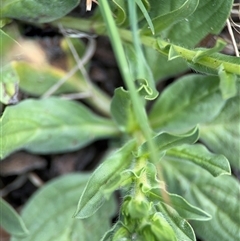 Echium plantagineum at Campbell, ACT - 22 Oct 2024