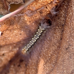 Uraba lugens (Gumleaf Skeletonizer) at Campbell, ACT - 22 Oct 2024 by Hejor1