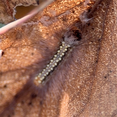 Uraba lugens (Gumleaf Skeletonizer) at Campbell, ACT - 22 Oct 2024 by Hejor1