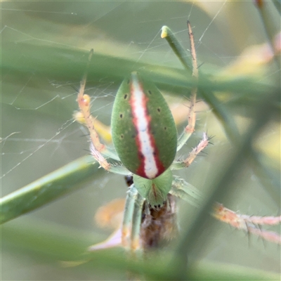 Araneus talipedatus (Slender green orb-weaver) at Ngunnawal, ACT - 19 Oct 2024 by Hejor1