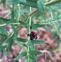 Oechalia schellenbergii (Spined Predatory Shield Bug) at Fraser, ACT - 23 Oct 2024 by Rosie