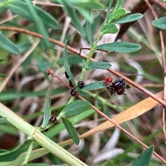 Oechalia schellenbergii at Fraser, ACT - 23 Oct 2024