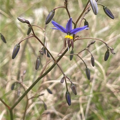 Dianella revoluta var. revoluta (Black-Anther Flax Lily) at Dalton, NSW - 23 Oct 2024 by JaneR