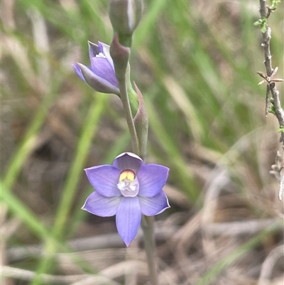 Thelymitra peniculata (Blue Star Sun-orchid) at Dalton, NSW - 23 Oct 2024 by JaneR