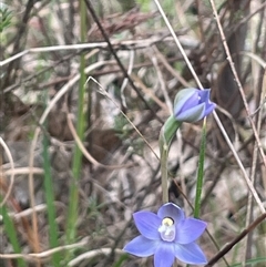 Thelymitra peniculata at Dalton, NSW - 23 Oct 2024