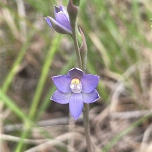 Thelymitra peniculata at Dalton, NSW - 23 Oct 2024