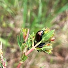 Chrysolina quadrigemina (Greater St Johns Wort beetle) at Fraser, ACT - 22 Oct 2024 by Rosie