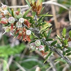 Lissanthe strigosa subsp. subulata (Peach Heath) at Dalton, NSW - 23 Oct 2024 by JaneR