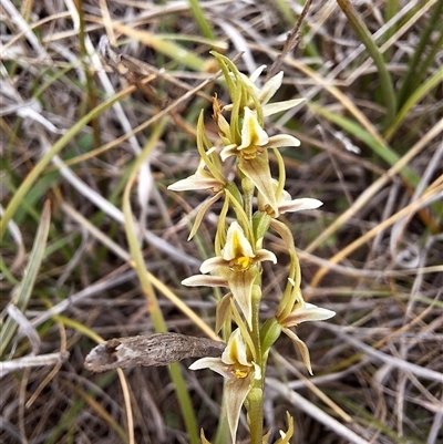 Paraprasophyllum petilum (Tarengo Leek Orchid) at Boorowa, NSW - 15 Oct 2024 by forest17178