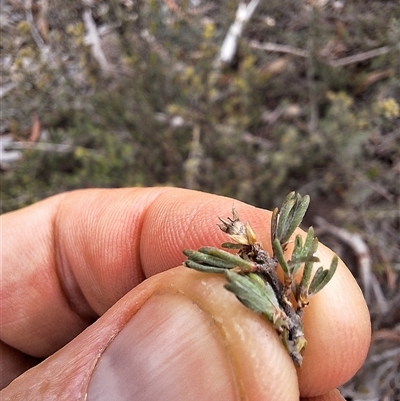 Unverified Other Shrub by forest17178