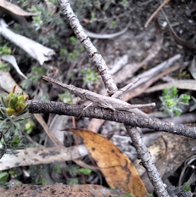 Heide amiculi (Heath Matchstick) at Windellama, NSW - 22 Oct 2024 by forest17178