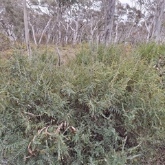 Bossiaea oligosperma (Few-seeded Bossiaea) at Windellama, NSW - 23 Oct 2024 by forest17178