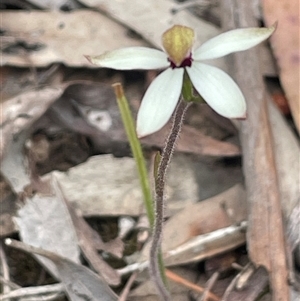 Caladenia cucullata at Dalton, NSW - suppressed