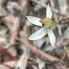 Caladenia cucullata at Dalton, NSW - suppressed