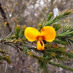 Dillwynia glaucula (Michelago Parrot-pea) at Windellama, NSW - 23 Oct 2024 by forest17178