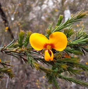 Dillwynia glaucula at Windellama, NSW - 23 Oct 2024 12:12 PM